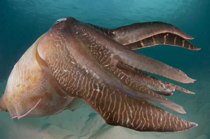 Close up shot as a Pharaoh Cuttlefish, Sepia pharaonis, swims alone, Semporna Straits, Sabah, Malaysia, Borneo.