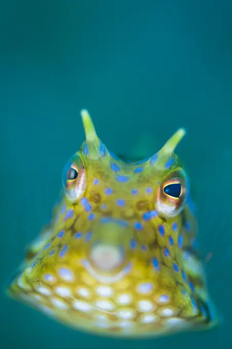 A juvenile Thorn-Back Cowfish, Lactoria pentacantha, hovers above the seabed, Lembeh Strait, Sulawesi, Indonesia.