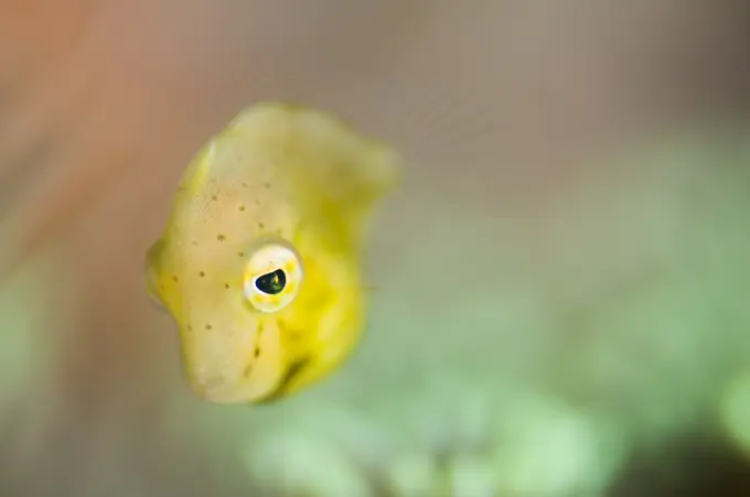 A tiny juvenile Filefish, Lembeh Strait, Sulawesi, Indonesia.