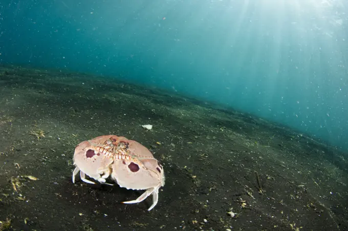 A Box Crab, Calappa philargius, walking across the sandy seabed, Lembeh Strait, Sulawesi, Indonesia.