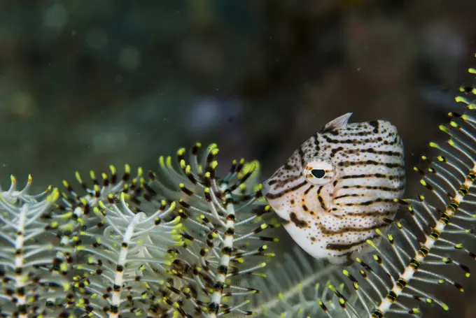 A Radial Filefish, Acreichthys radiatus, hides amongst a Feather Star, Lembeh Strait, Sulawesi, Indonesia.