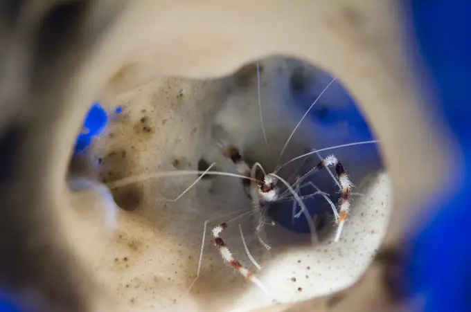 A Banded Boxer Shrimp, Stenopus hispidus, hiding inside a sponge, Lembeh Strait, Sulawesi, Indonesia.