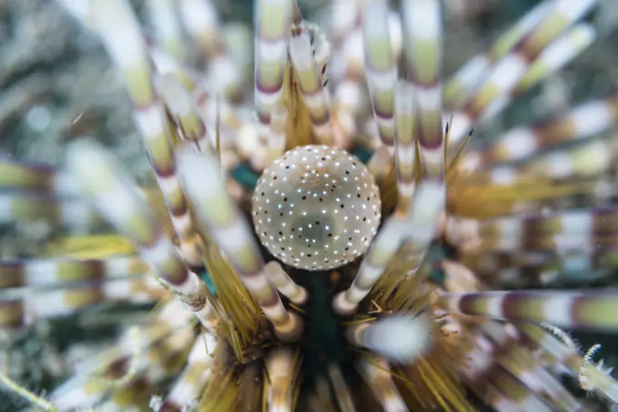 Double-spined urchin, Echinothrix calamaris, close up of anal sac, Manado, Sulawesi, Indonesia