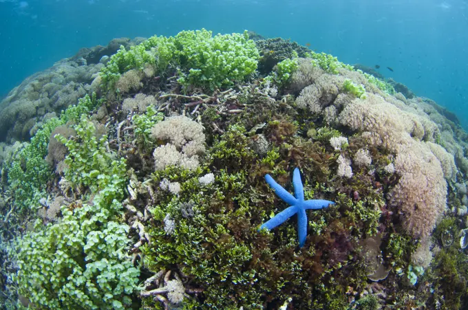 Seagrass, soft corals, and a Blue Sea Star, Linckia laevigata, on the seabed, Taliabu Island, Sula Islands, Indonesia.