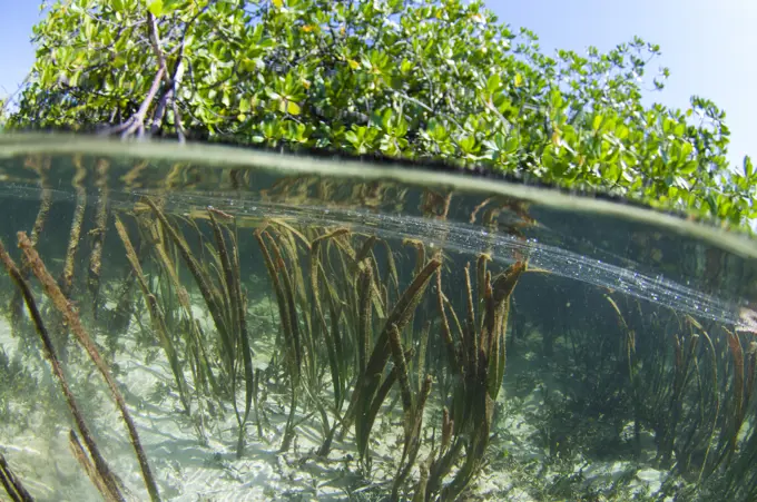 Split-level of long blades of seagrass in shallow water reaching the surface, and mangrove trees above, Taliabu Island, Sula Islands, Indonesia.