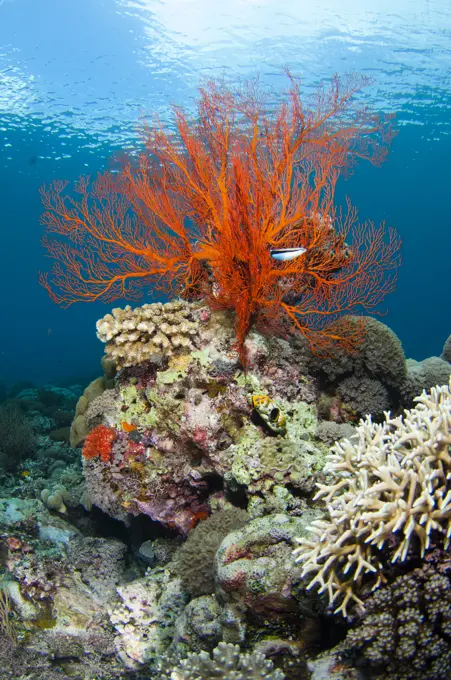 A Sea Fan on a rock, surrounded by hard coral, with a Blue-streak Cleaner Wrasse next to the sea fan, Taliabu Island, Sula Islands, Indonesia.