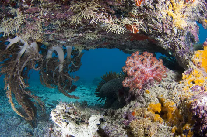 Soft corals, sponges, and tunicates under a dead table coral, Taliabu Island, Sula Islands, Indonesia.