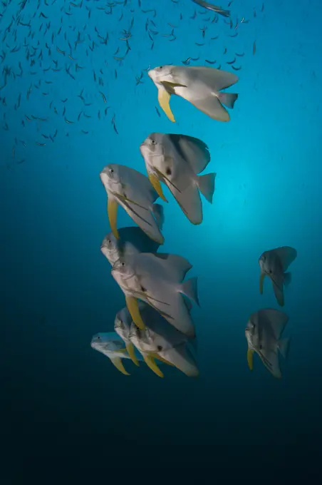 Small shoal of Tall Fin Batfish, Platax teira, swimming, South Ari Atoll, Maldives, Indian Ocean