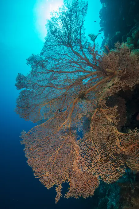 Large sea fan, Pulau Run, Banda Sea, Maluku Islands, Indonesia.