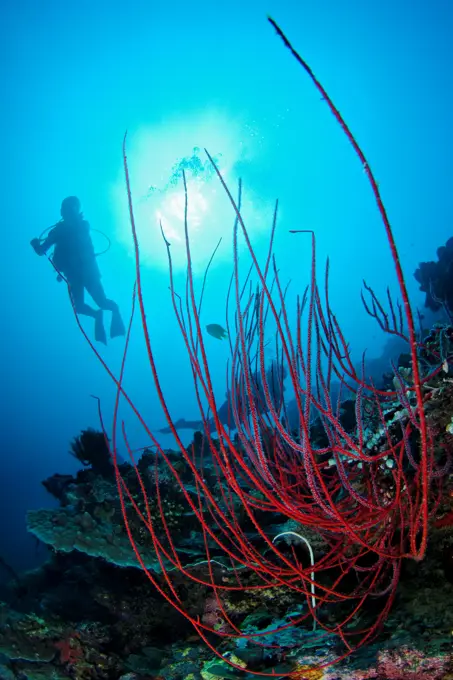 A Gorgonian soft coral with divers silhouetted in the background, Sipadan Island, Sabah, Malaysia.