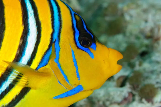 A regal angelfish (Pygoplites diacanthus), also known as a royal angelfish, The Maldives.