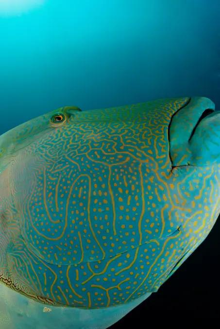 The large head of a Napoleon wrasse (Cheilinus undulatus), also known as a humphead wrasse, in the Maldives.