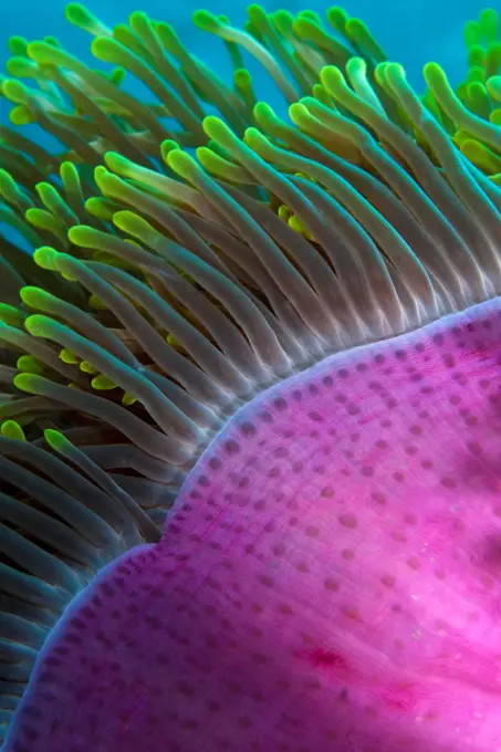 The tentacles and mantle of a magnificent sea anemone (Heteractis magnifica), in the Maldives.