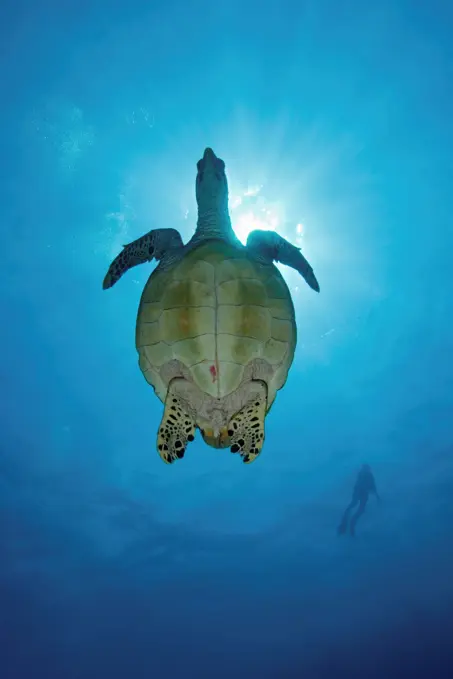 A hawksbill turtle (Eretmochely imbricata), over a sunburst, seen from below, with the silhouette of diver in far background, Felidhu Atoll, Maldives.