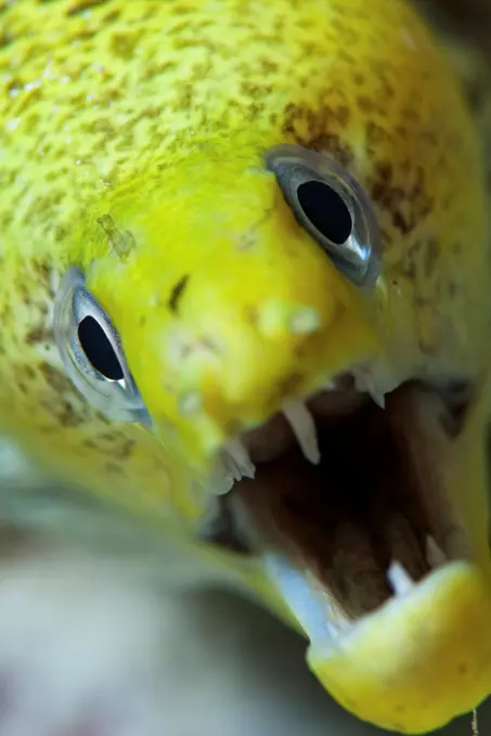 Up close and personal with an undulated moray eel (Gymnothorax undulatus), with mouth open and teeth showing, Felidhu Atoll, Maldives.