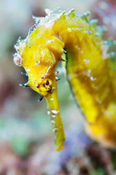 The head of a yellow spiny seahorse (Hippocampus histrix), near Dili, East Timor.