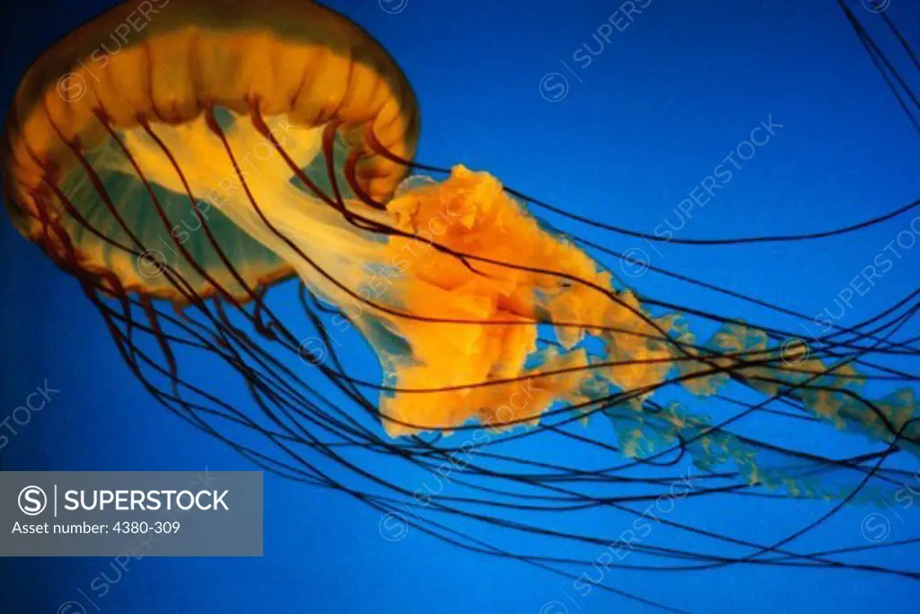 Brown Sea Nettle (Chrysaora fuscescens)