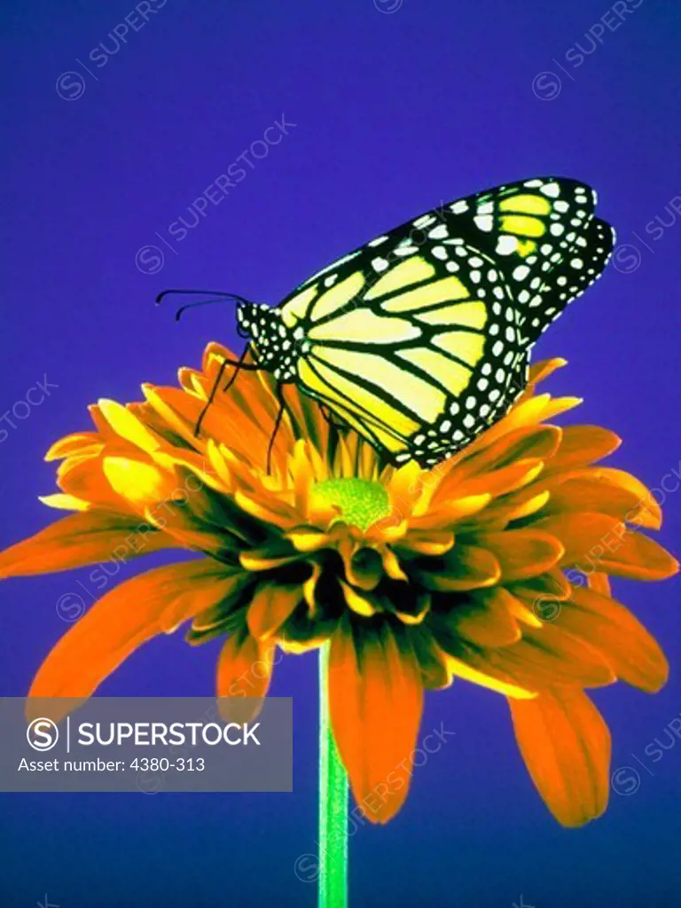 Monarch Butterfly Perched on a Red Daisy