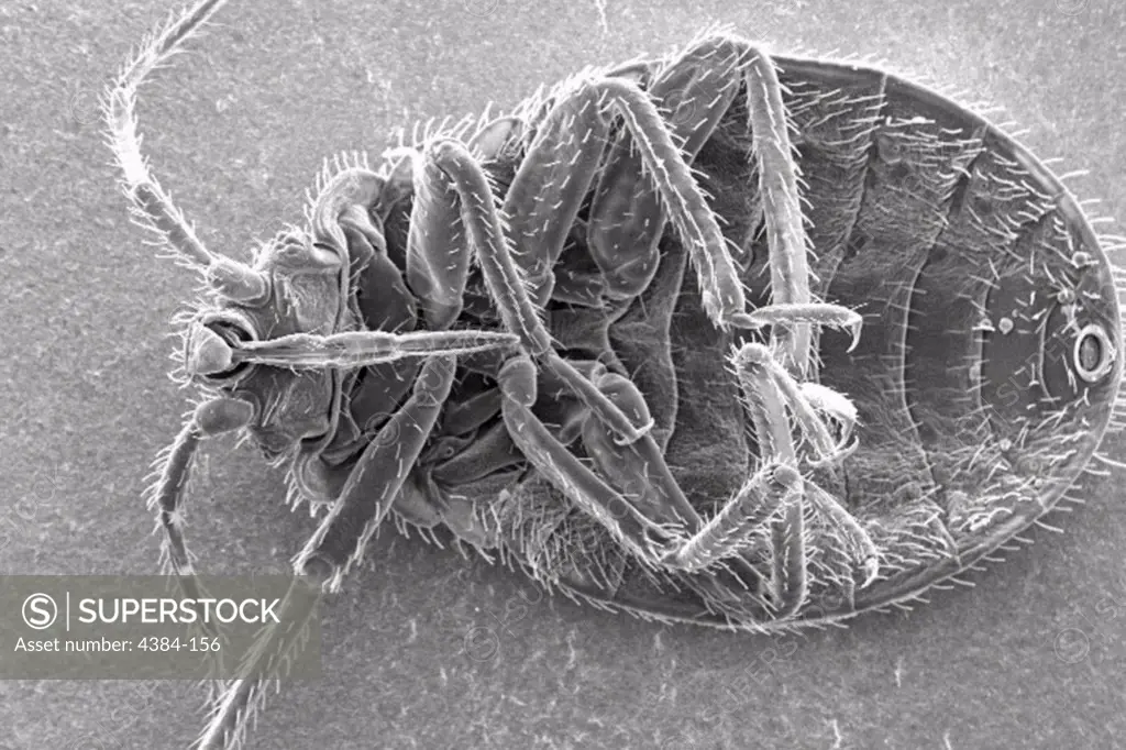 This scanning electron micrograph (SEM) revealed some of the ultrastructural morphology displayed on the ventral surface of a bedbug, Cimex lectularius.  From this view you can see the insects skin-piercing mouthparts used it uses to obtain its blood meal. Although bedbugs have been found naturally-infected with blood-borne pathogens, they are not effective vectors of disease.  The primary medical importance is inflammation associated with their bites (due to allergic reactions to components in