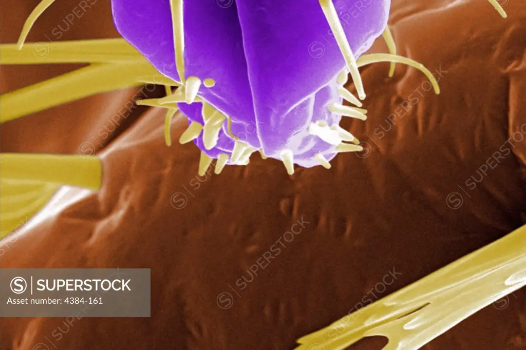 This highly-magnified digitally-colorized scanning electron micrograph (SEM) shows the tip of a bedbug's, (Cimex lectularius) skin piercing mouthparts it uses to obtain its blood meal. Photo by Janice Carr.
