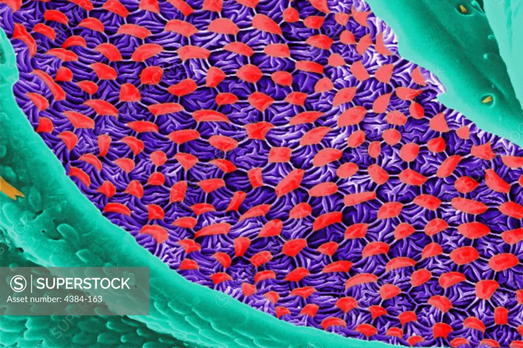 A digitally-colorized close-up scanning electron micrograph (SEM) of a beautiful diaphanous structure in the mesothoracic region of a bedbug (Cimex lectularius).  It is speculated that this wondrous ultrastructural organ is most probably a scent gland, or related to the dissemination of scent, which may be pheromonal in nature. Photo by Janice Carr.