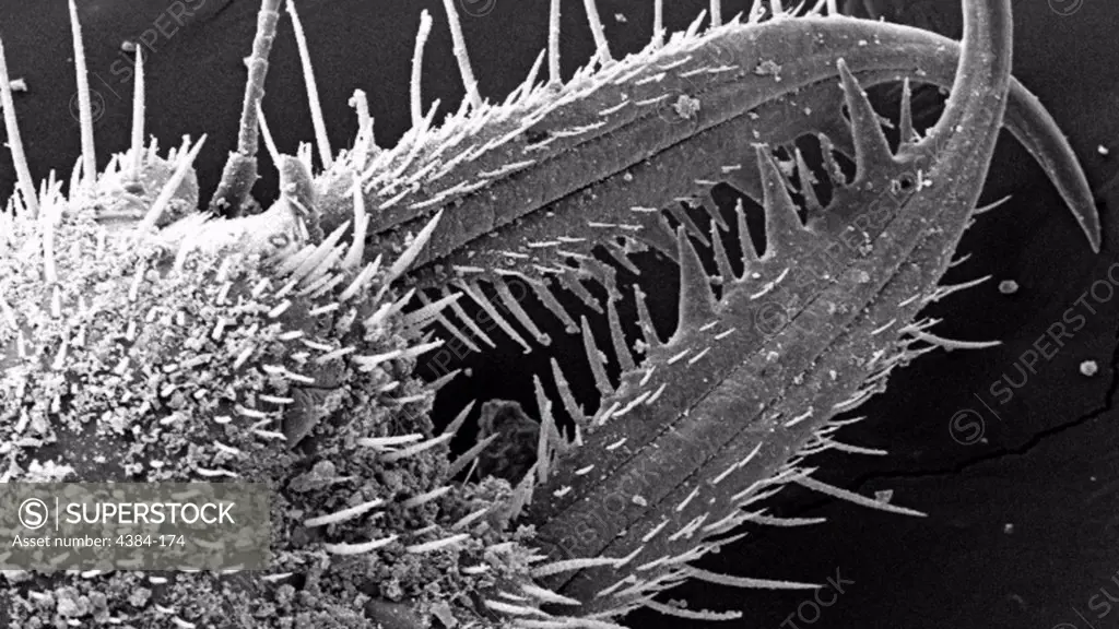 Under a low magnification of 79X, this scanning electron micrograph (SEM) revealed the ultrastructural features found on the ventral exoskeletal surface of this larval-staged antlions mandibles. This larva is sometimes referred to as a doodlebug, because of the trails it leaves in the soft sand as it hunts for prey.  This arthropod undergoes dramatic morphologic changes when it metamorphoses into a beautiful flying antlion lacewing.These large mandibles are used to apprehend prey that unwitti