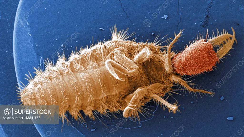 Under a very low magnification of 13X, this digitally-colorized scanning electron micrograph depicted the entire ventral surface of the larval staged antlion, sometime referred to as a doodlebugs, because of the trails they leave in the soft sand as they hunt for prey.  These arthropods undergo dramatic morphologic changes when it metamorphoses into a beautiful flying antlion lacewing. Note the large mandibles to the right, which are used to apprehend prey that unwittingly fall into the conica