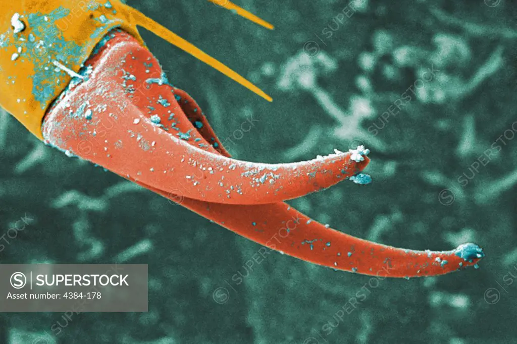 Under a moderate magnification of 340X, this digitally-colorized scanning electron micrograph (SEM) depicted the exoskeletal surface of a larval staged antlion, sometimes referred to as a doodlebug, because of the trails it leaves in the soft sand as it hunts for prey.  This arthropod undergoes dramatic morphologic changes when it metamorphoses into a beautiful flying antlion lacewing. In this particular view, the distal end of one of the larvas extremities is highlighted, revealing the claw 