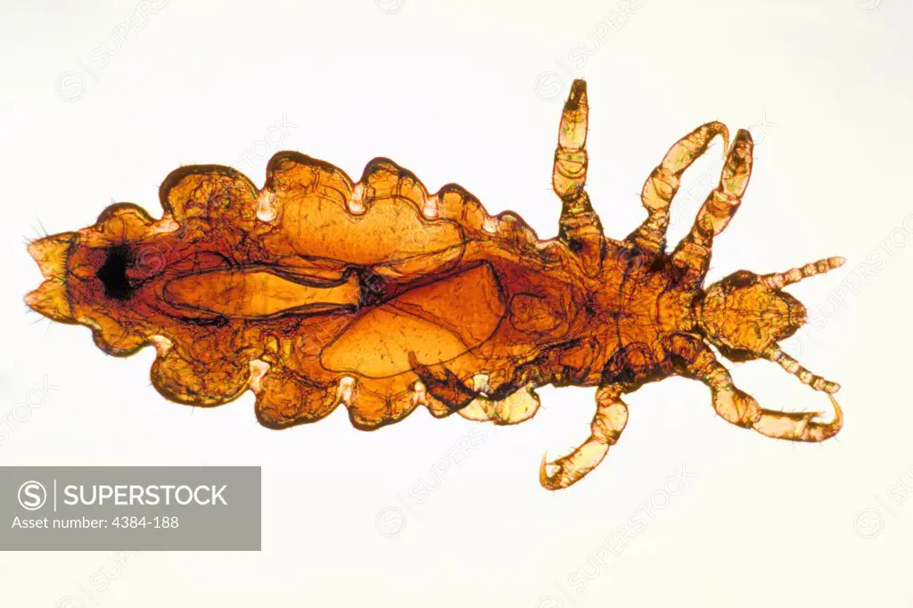 The body louse, Pediculus humanus corporis, is the vector of three human pathogens: Rickettsia prowazekii, the agent of epidemic typhus; Borrelia recurrentis, the agent of relapsing fever; and Bartonella quintana, the agent of trench fever, bacillary angiomatosis, endocarditis, chronic bacteremia, and chronic lymphadenopathy.