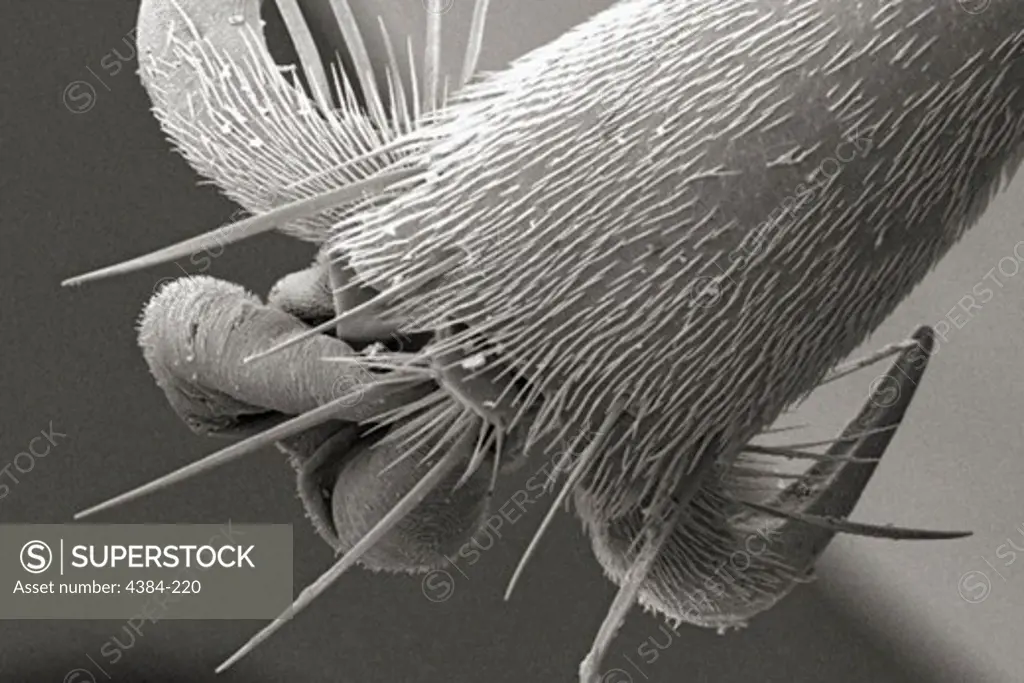 Scanning Electron Micrograph of Hornet's Leg