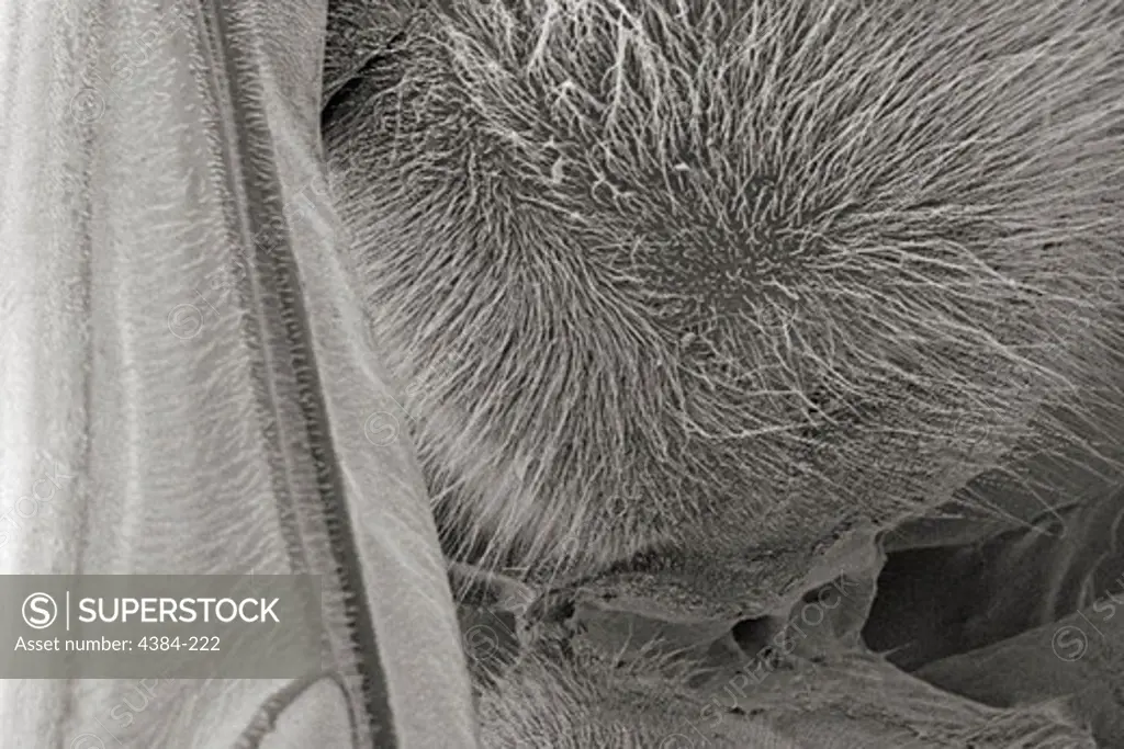 Scanning Electron Micrograph of Hornet