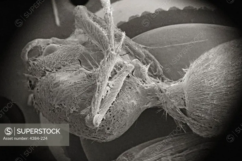 Scanning Electron Micrograph of a Spider's Prey