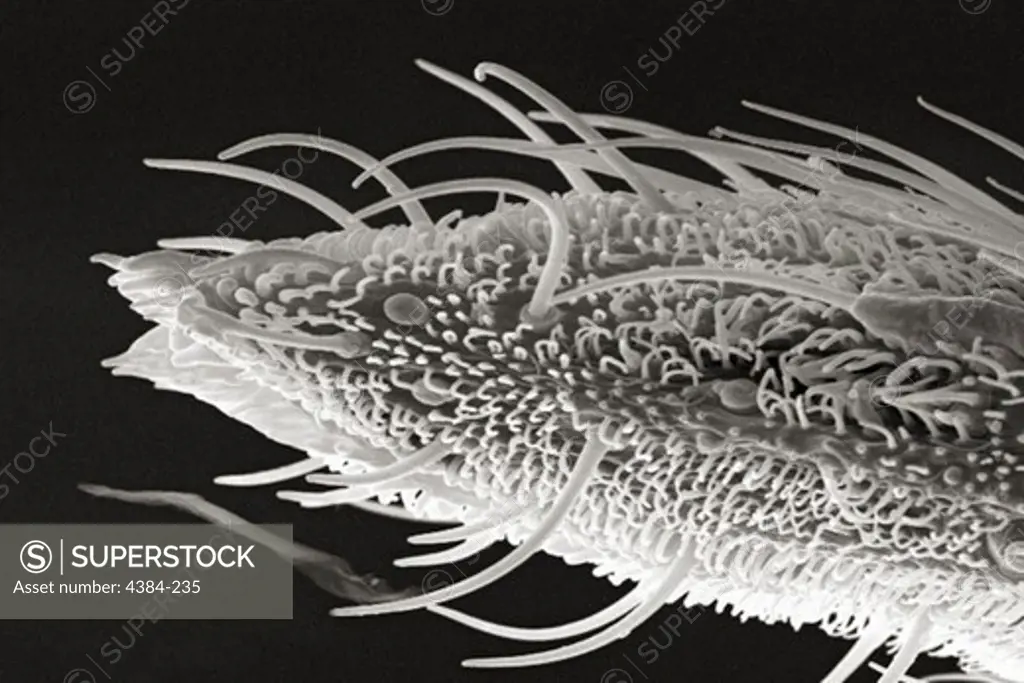 Scanning Electron Micrograph of Mosquito