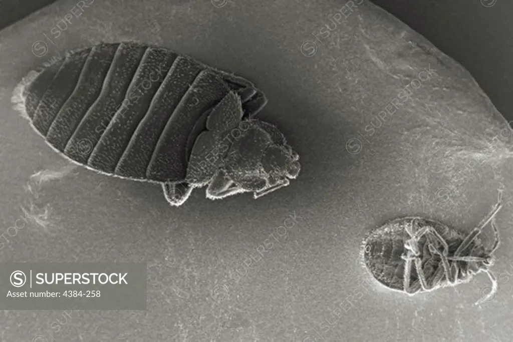 Scanning Electron Micrograph of Bed Bugs