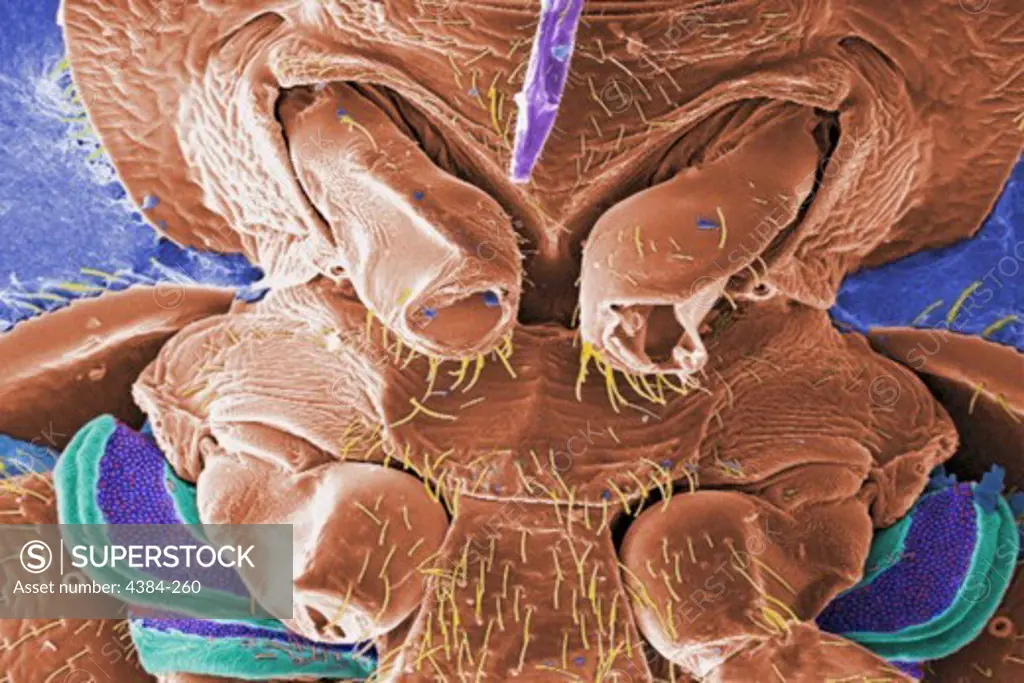 Scanning Electron Micrograph of Bed Bug's Mouthparts