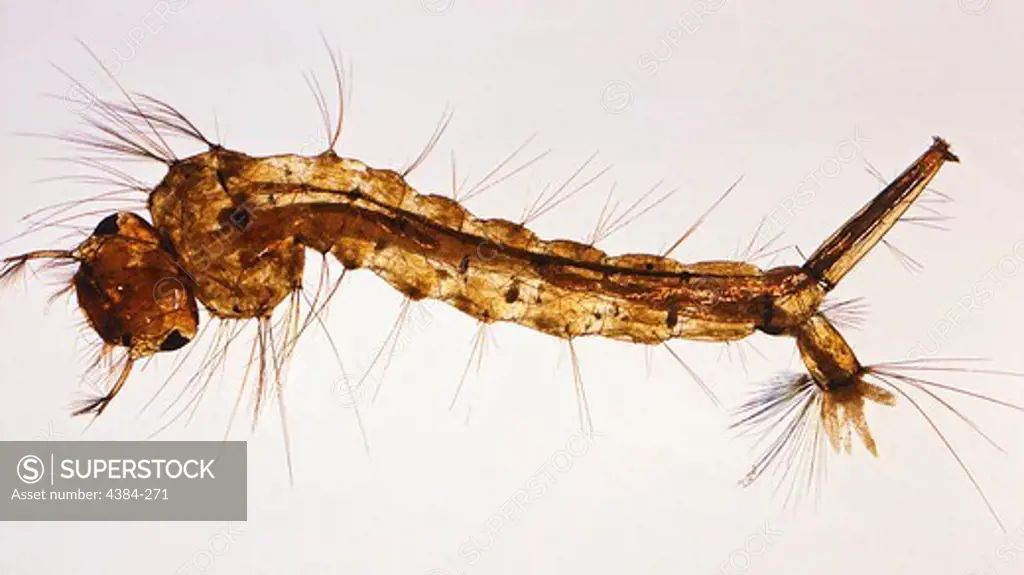 Enlarged View of Mosquito Larva