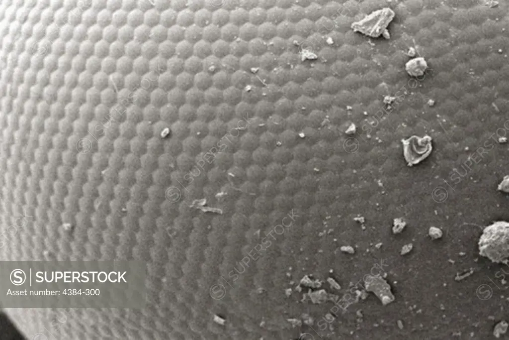 Scanning Electron Micrograph of Insect's Compound Eye