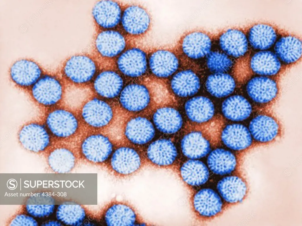 Rotavirus Double-Shelled Particles