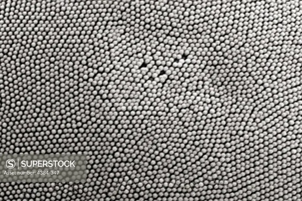 Insect's Compound Eye
