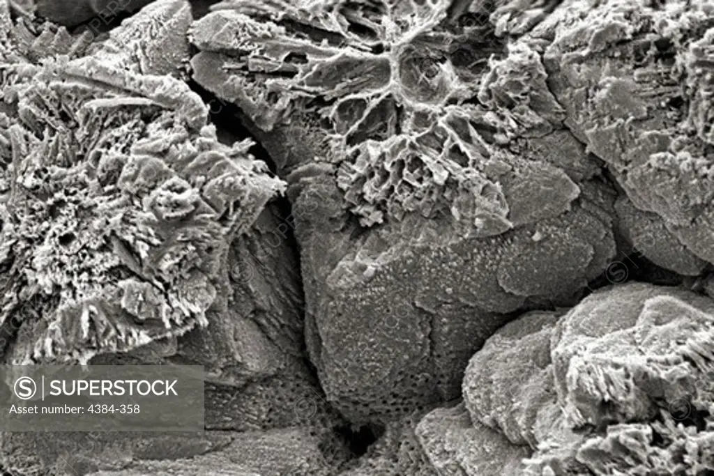 Microscopic Detail of Eggshell