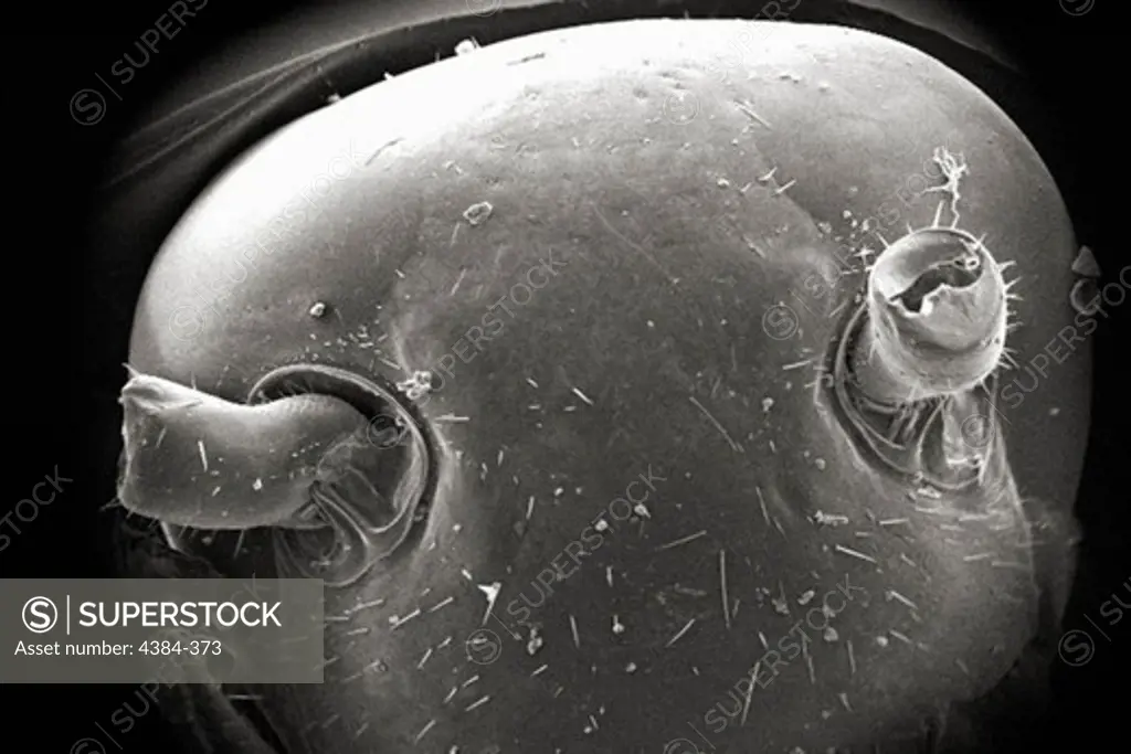 Microscopic Detail of a Roach's Head