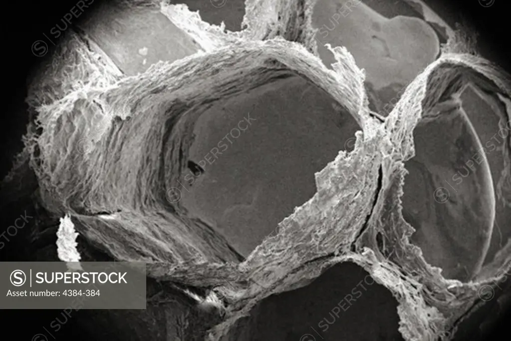 Microscopic Detail of a Wasps' Nest