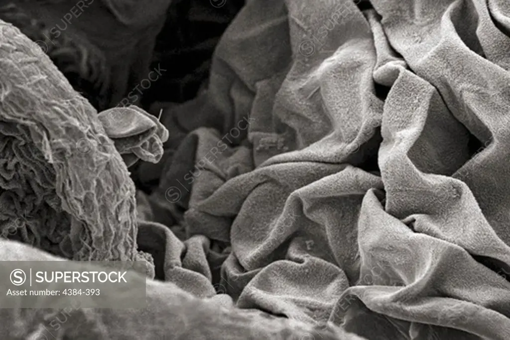 Microscopic Detail of Spiderwort Flower Petal
