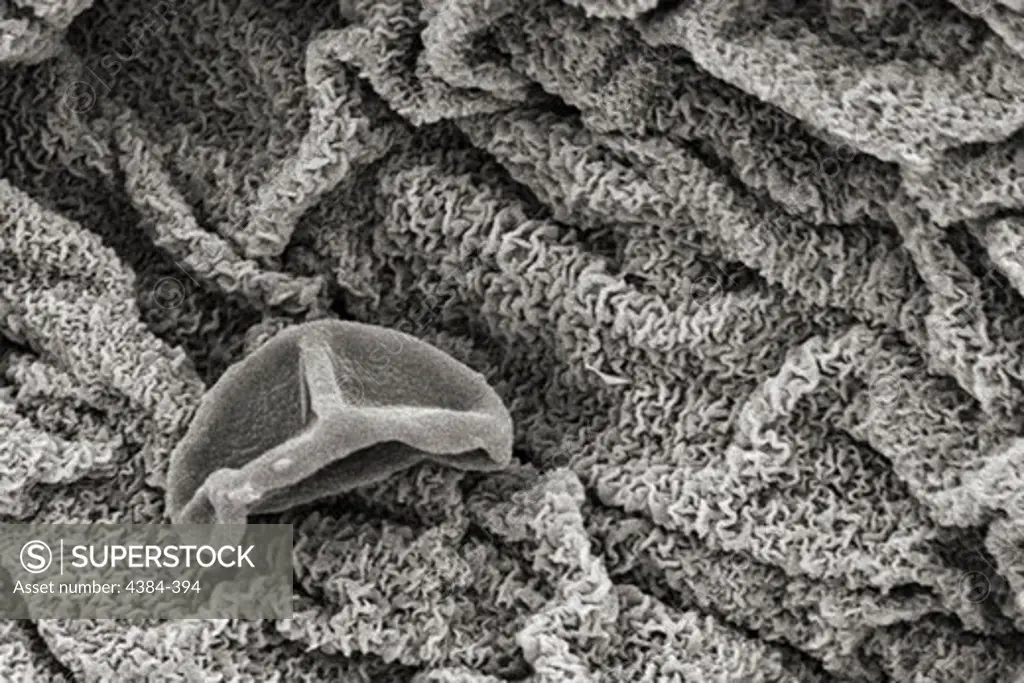 Microscopic Detail of Spiderwort Flower Petal