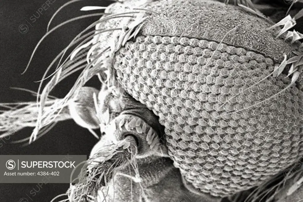 Microscopic Detail of Mosquito's Head