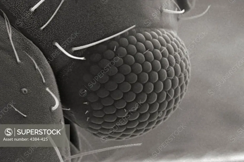 Microscopic Detail of Insect's Eye