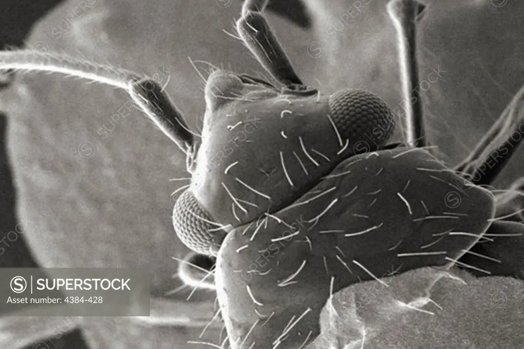 Microscopic Detail of Insect's Head