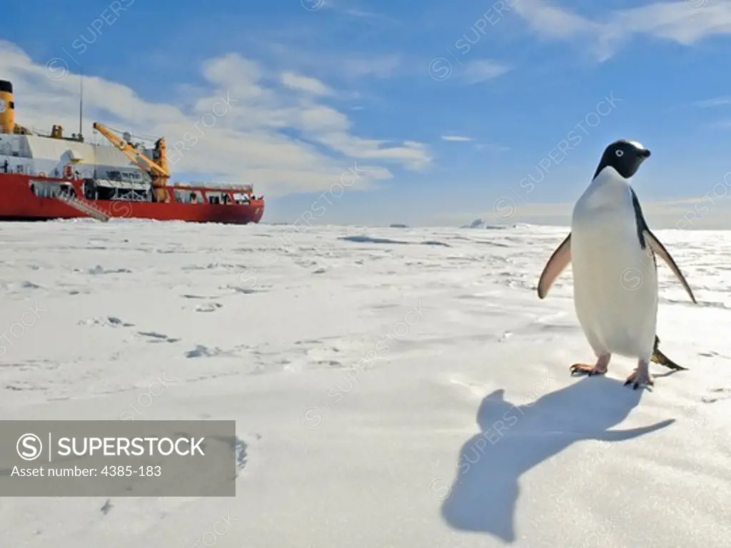 Penguin and the Polar Sea