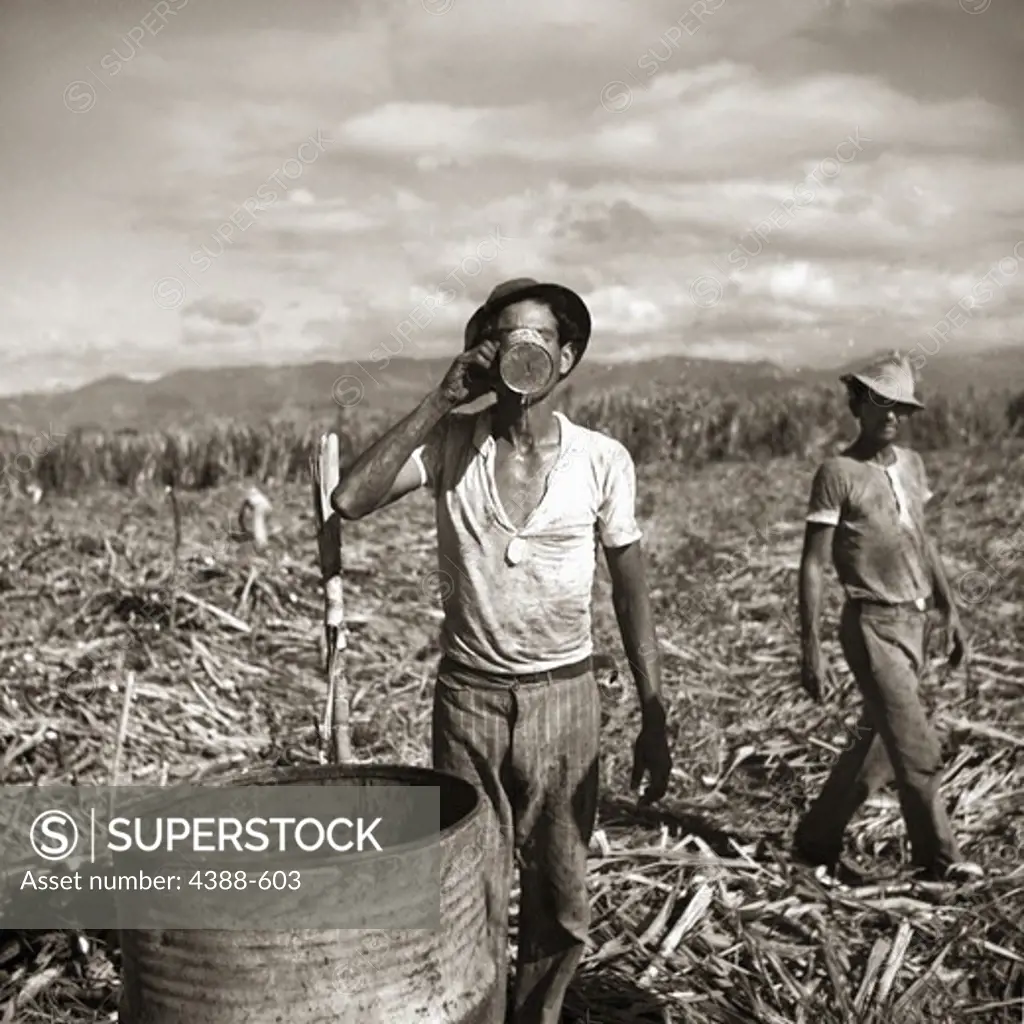 Sugar Plantation Workers