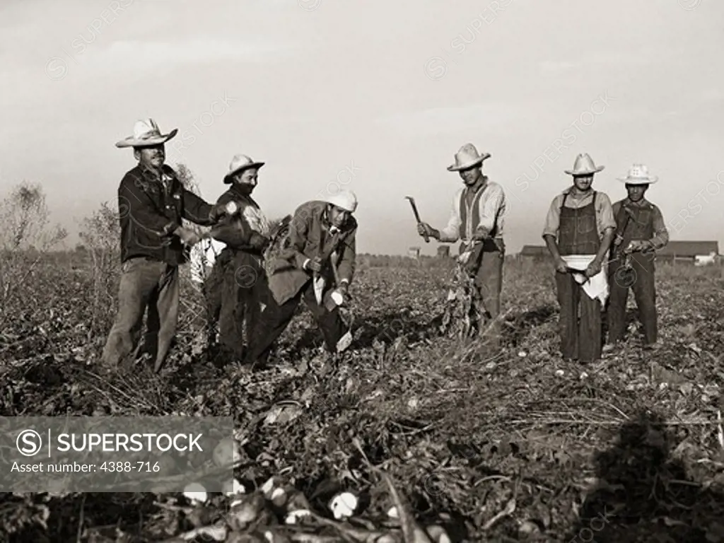 Migrant Workers Picking Sugar Beets